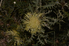 Banksia armata armata