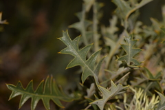Banksia armata armata
