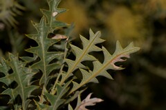 Banksia armata armata