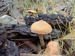 Gymnopilus allantopus