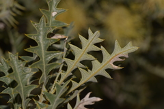Banksia armata armata