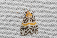 Indiania eccentropis