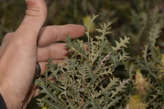 Banksia armata armata