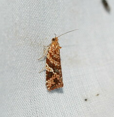 Epitymbia eudrosa