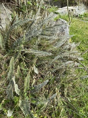 Pleopeltis lepidopteris