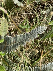 Pleopeltis lepidopteris