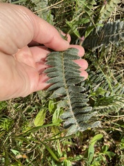 Pleopeltis lepidopteris