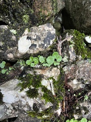 Umbilicus rupestris