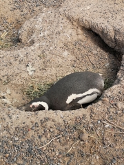 Spheniscus magellanicus