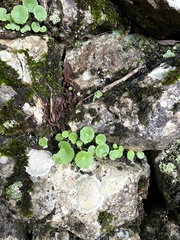 Umbilicus rupestris