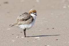 Charadrius ruficapillus