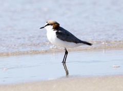 Charadrius ruficapillus