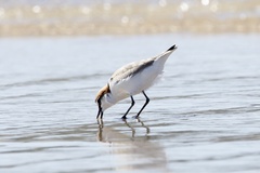 Charadrius ruficapillus