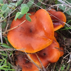 Omphalotus olearius
