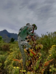 Bradypodion damaranum