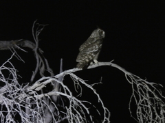 Bubo africanus