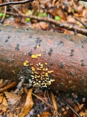 Lachnellula