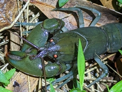 Cherax depressus