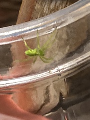 Micrommata virescens