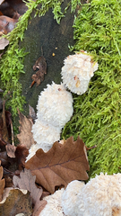 Hericium americanum