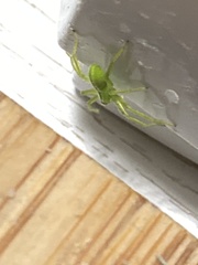 Micrommata virescens