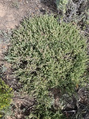 Threlkeldia diffusa