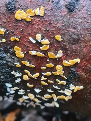 Lachnellula