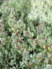 Threlkeldia diffusa