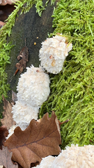 Hericium americanum
