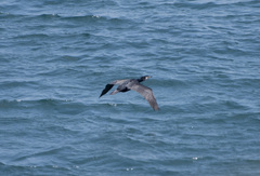 Phalacrocorax carbo