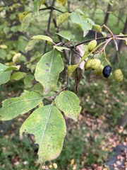 Viburnum prunifolium
