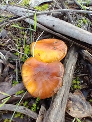 Cortinarius sinapicolor