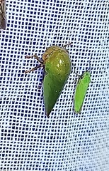 Stictopelta marmorata