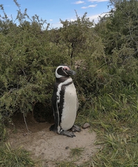 Spheniscus magellanicus