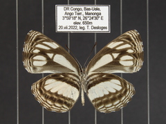 Neptis melicerta