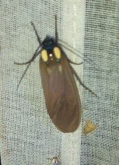 Opharus bimaculata