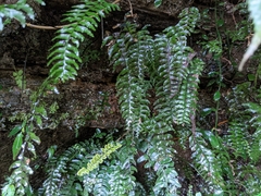 Hymenasplenium pubirhizoma
