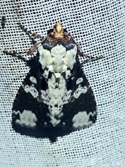 Condica cupentia