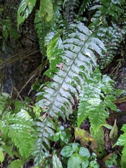 Hymenasplenium pubirhizoma