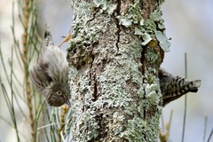 Daphoenositta chrysoptera