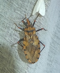 Panstrongylus geniculatus