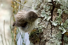Daphoenositta chrysoptera