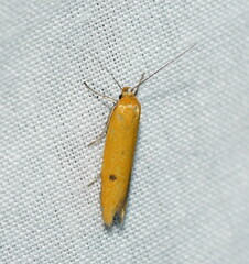 Endeolena aurinatella