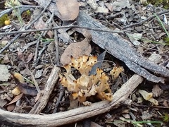 Clavulina vinaceocervina