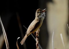 Acrocephalus australis