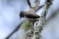 Daphoenositta chrysoptera