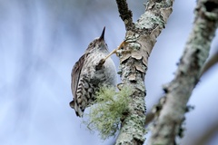 Daphoenositta chrysoptera