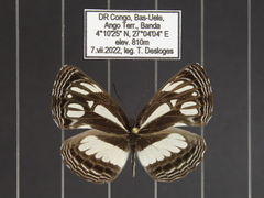 Neptis melicerta