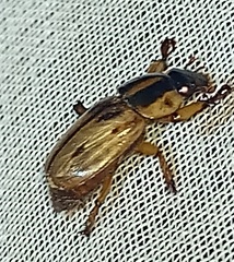 Cyclocephala prolongata