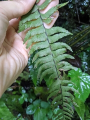 Hymenasplenium pubirhizoma